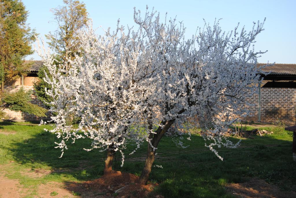 فيلا Fattoria Lucciano Borghetto  المظهر الخارجي الصورة