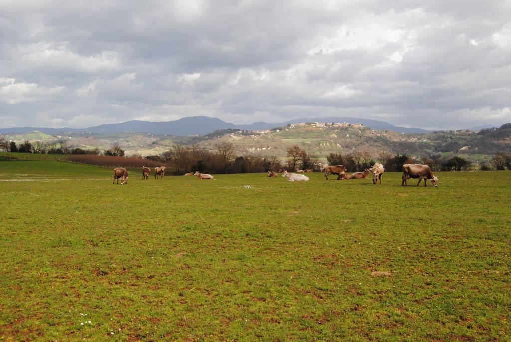 فيلا Fattoria Lucciano Borghetto  المظهر الخارجي الصورة