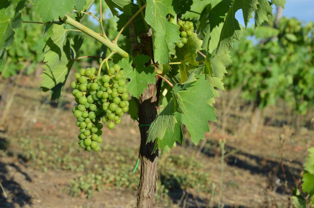فيلا Fattoria Lucciano Borghetto  المظهر الخارجي الصورة