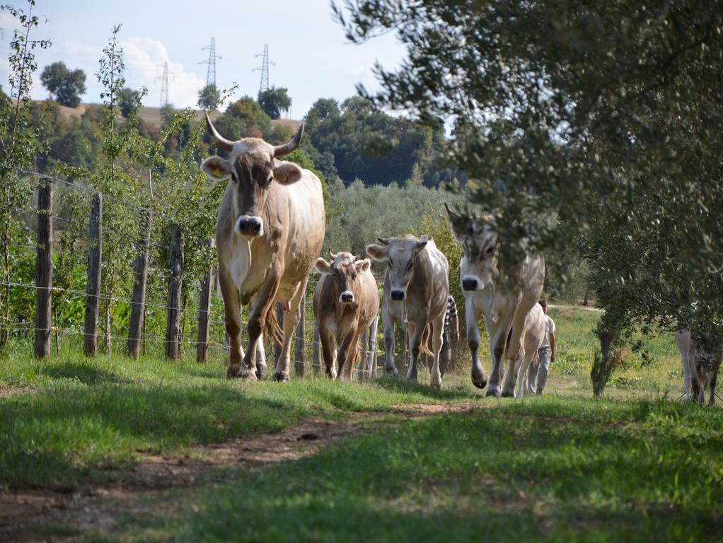 فيلا Fattoria Lucciano Borghetto  المظهر الخارجي الصورة
